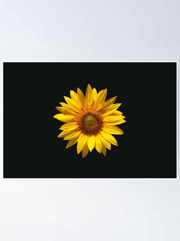 Beautiful sunflower on black background