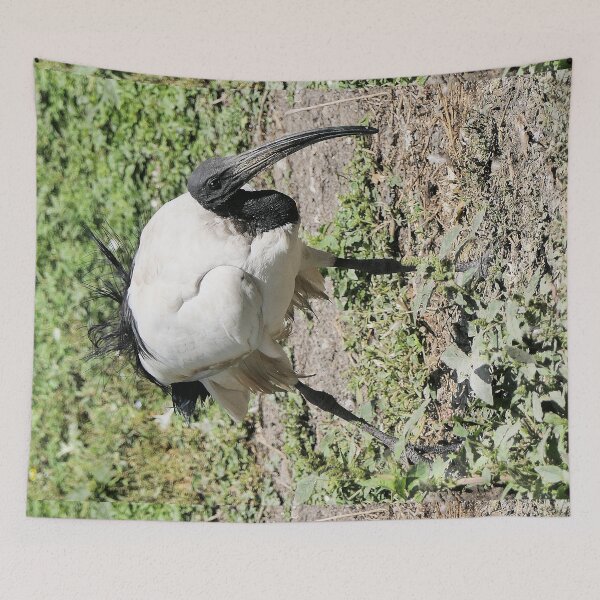 Item preview, r2455/ 9 parc-ornithologique-de-st-hilaire-la-palud - L' Ibis sacré -  2020 par Okaio Créations - Olavia&Olao designed and sold by o.okaïo.