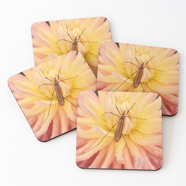 Item preview, Cranefly and flower in the rain, Lewes, Sussex designed and sold by Emma  Amies.