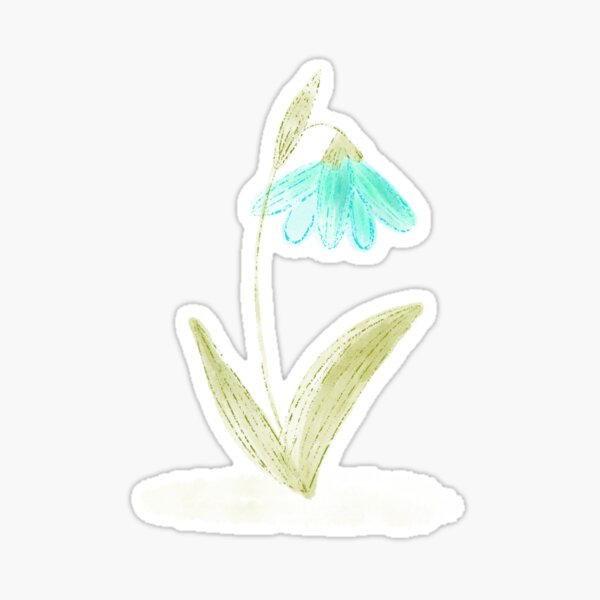Galanthus . Botanical illustration. Spring snowdrop. Sticker