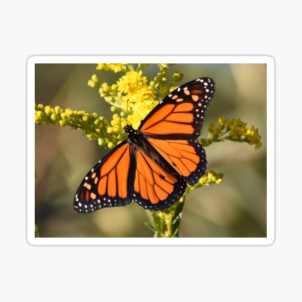 Item preview, Monarch Butterfly 100320 designed and sold by Tonia Delozier's Photography .
