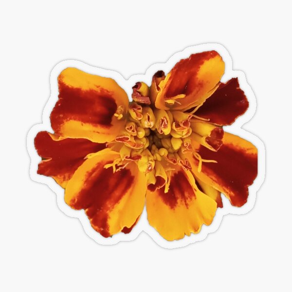 Marigold Flower Transparent Sticker