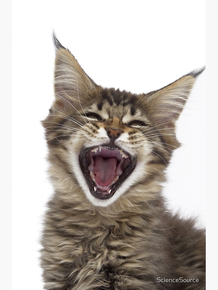 “Maine Coon Kitten with Mouth Open” Sticker for Sale by ScienceSource