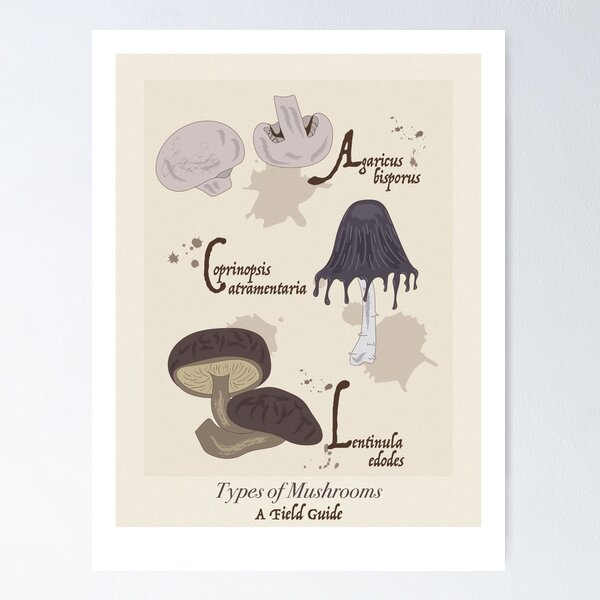 Item preview, Types of Mushrooms Poster designed and sold by artbyclairej.