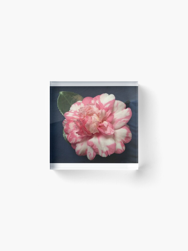 Bloque acrílico «Gardenia rosa y blanco» de rozmcq | Redbubble