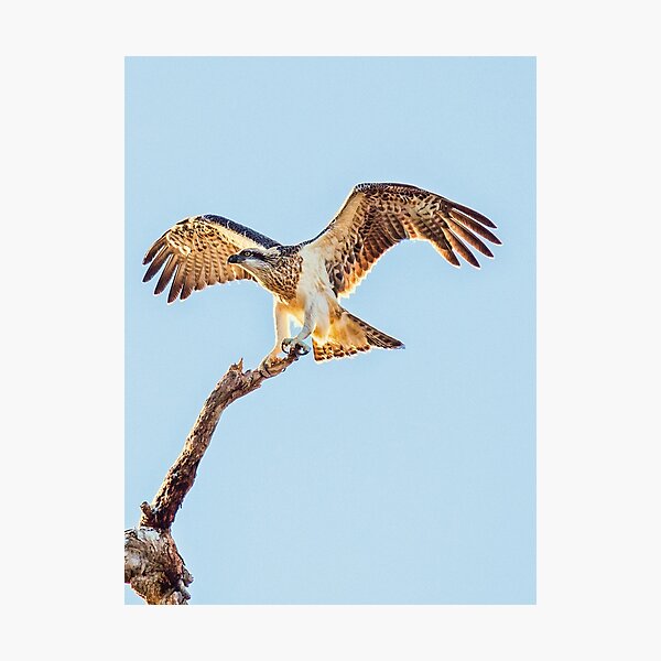 Eastern Osprey Photographic Print