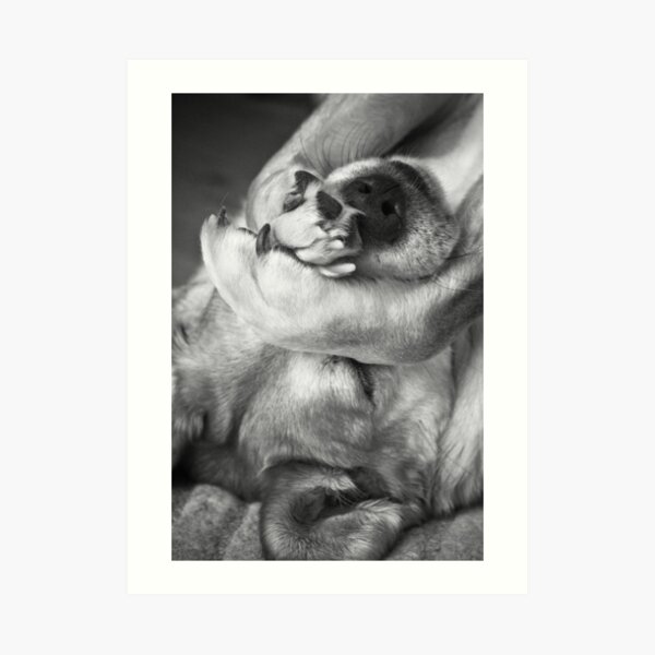 Just Napping Art Print