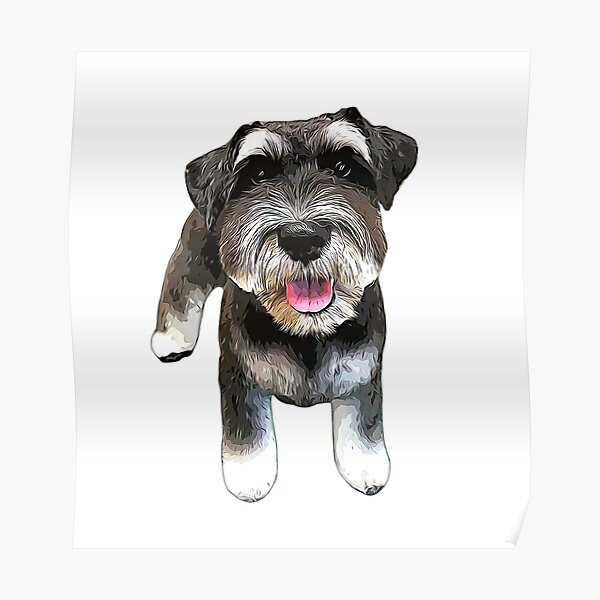 Miniature Schnauzer Cute Mini Salt and Pepper Poster