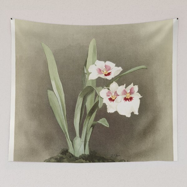 Item preview, Reichenbachia: Orchids Illustrated and Described designed and sold by EsotericBotanic.