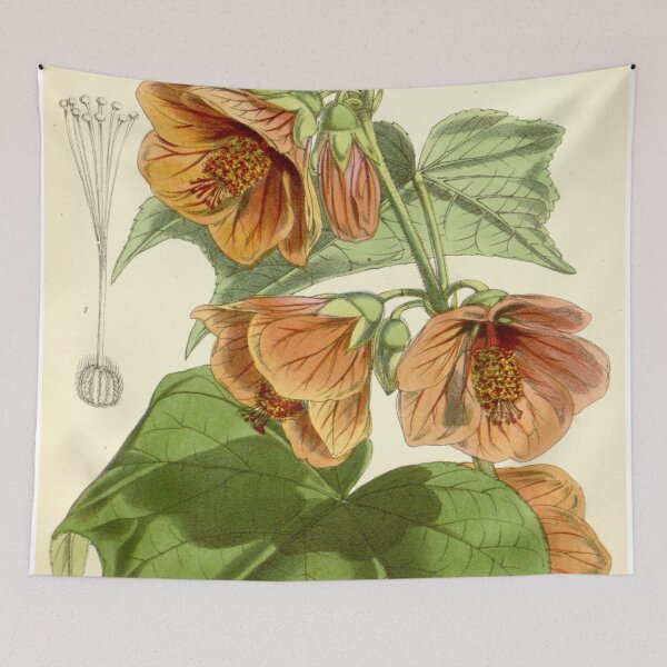 Item preview, Abutilon darwinii Hook.f. Bot. Mag. 5917. 1871 designed and sold by EsotericBotanic.
