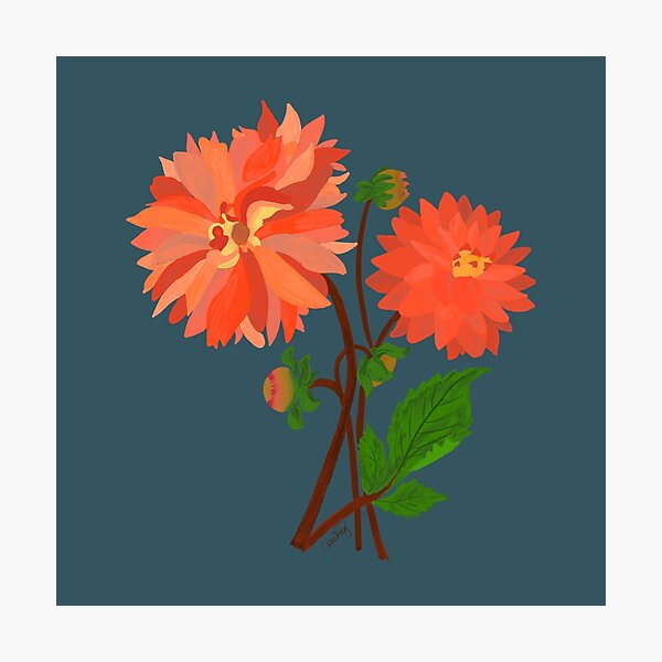 Dahlias Photographic Print