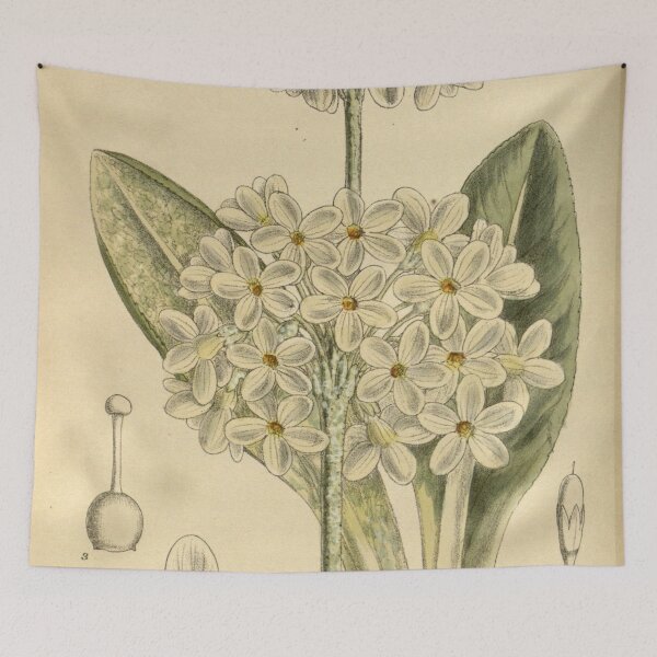 Item preview, Primula chionantha 145 8816 designed and sold by EsotericBotanic.