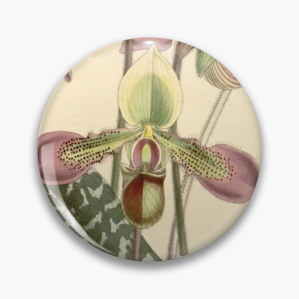 Item preview, Paphiopedilum hookerae (as Cypripedium hookerae) Curtis' 89 (Ser. 3 no. 19) pl. 5362 (1863) designed and sold by EsotericBotanic.