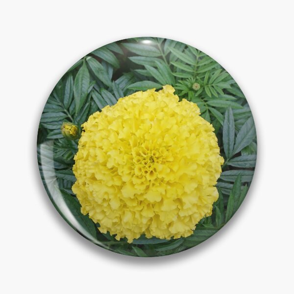 Item preview, Flor de caléndula amarilla que florece en el jardín designed and sold by ShopThousand.