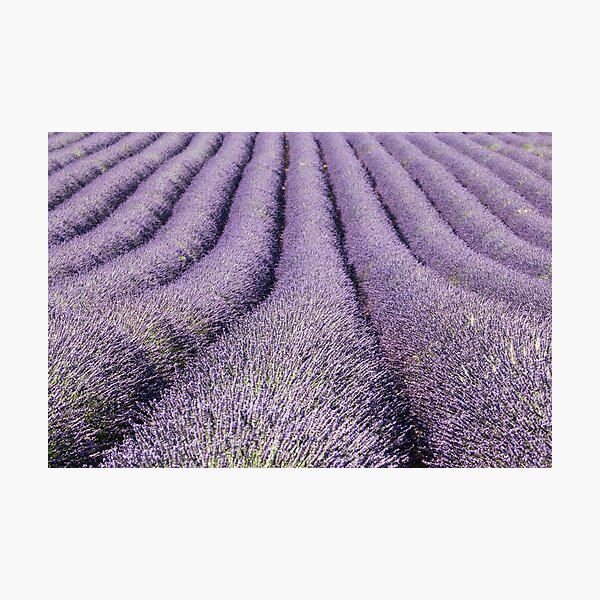 Lavender field in provence Photographic Print
