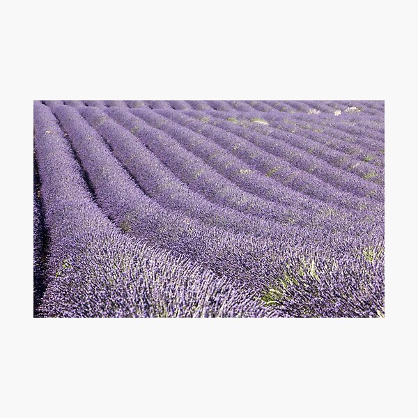 Lavender field in Provence Photographic Print