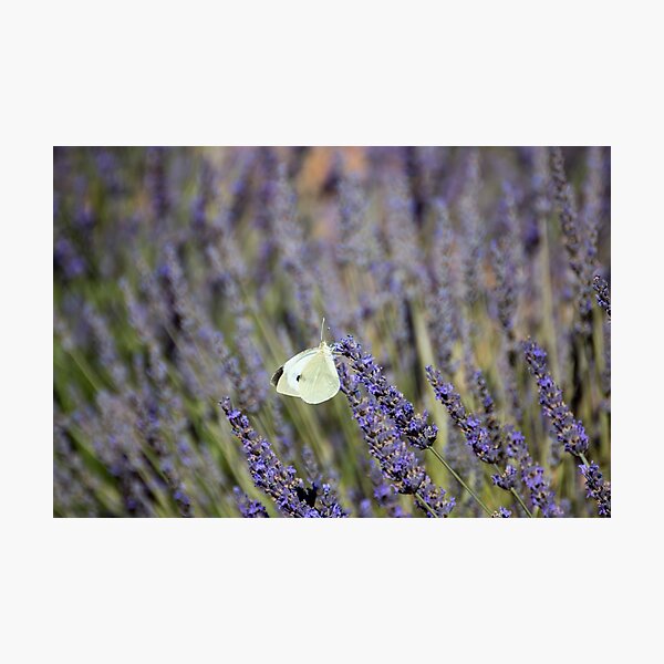 Butterfly in a lavender field Photographic Print