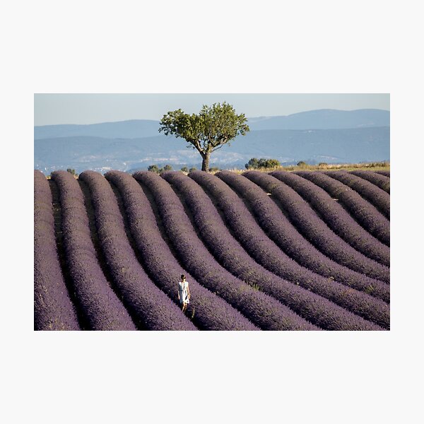 Lavender field in provence Photographic Print