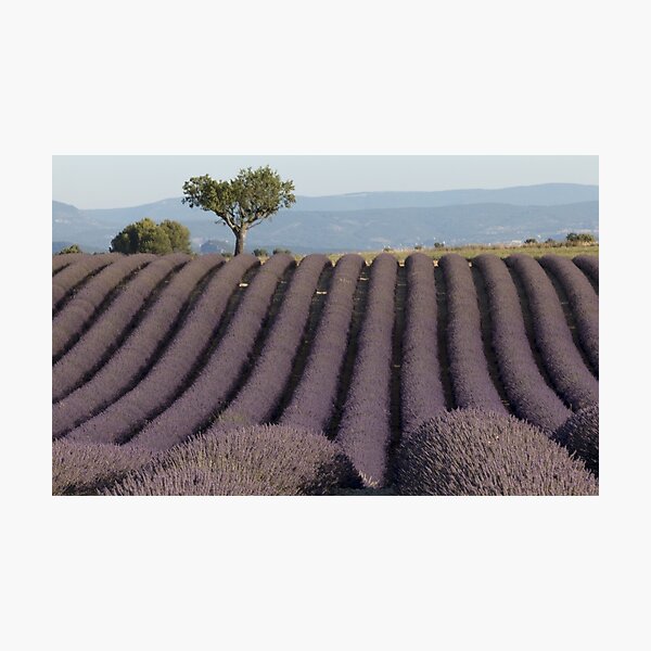 Lavender field in Provence Photographic Print