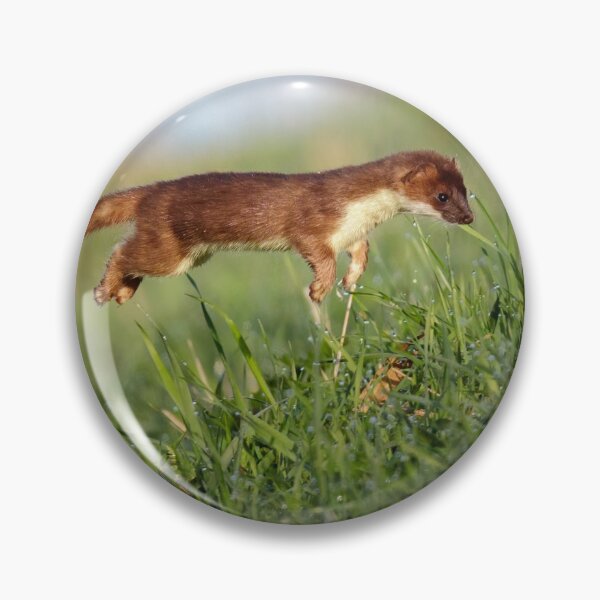 Item preview, Stoat (Mustela erminea) hunting designed and sold by Richard Nicoll Photography.