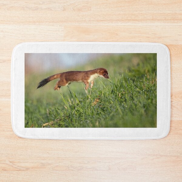 Item preview, Stoat (Mustela erminea) hunting designed and sold by Richard Nicoll Photography.