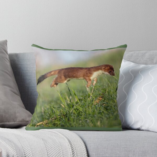 Item preview, Stoat (Mustela erminea) hunting designed and sold by Richard Nicoll Photography.