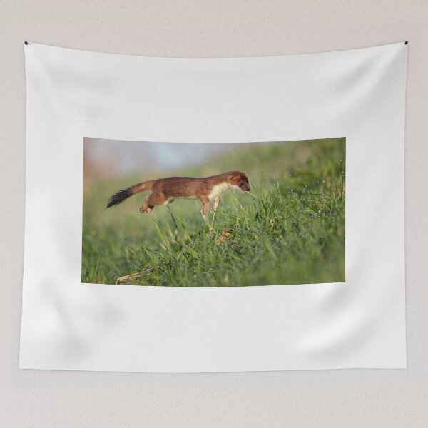 Item preview, Stoat (Mustela erminea) hunting designed and sold by Richard Nicoll Photography.
