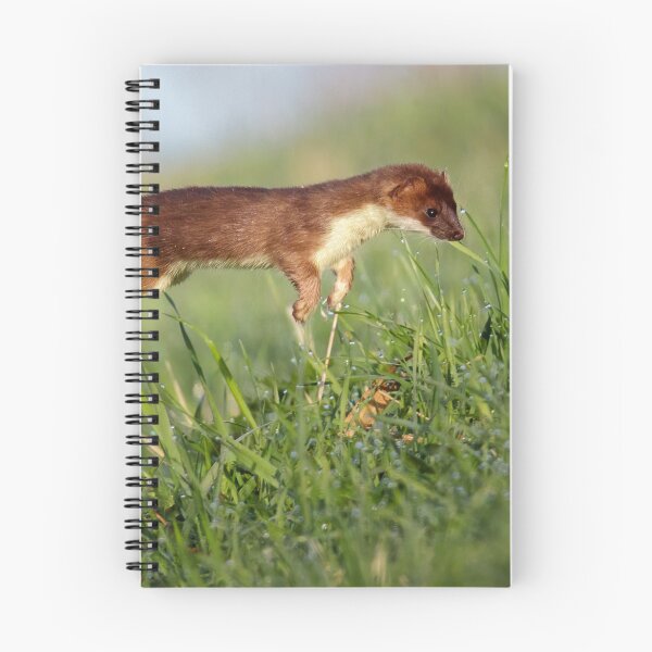 Item preview, Stoat (Mustela erminea) hunting designed and sold by Richard Nicoll Photography.