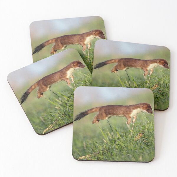 Item preview, Stoat (Mustela erminea) hunting designed and sold by Richard Nicoll Photography.