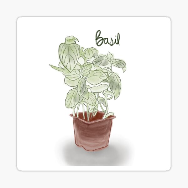 Basil Sticker
