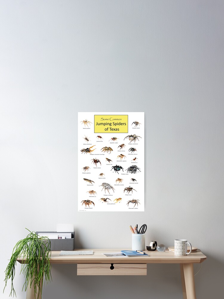 Common Jumping Spiders of Texas Poster Poster