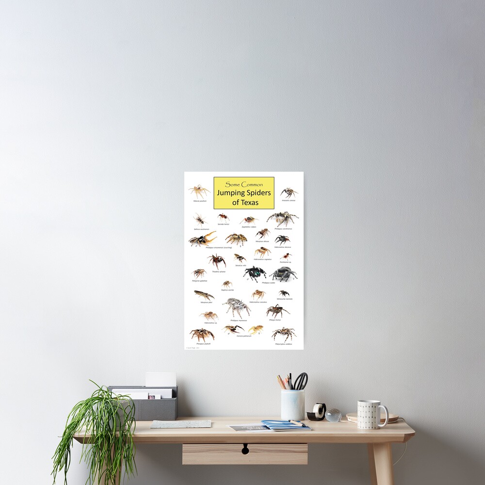Common Jumping Spiders of Texas Poster Poster