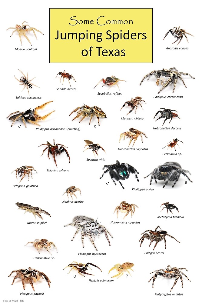 Jumping Spider Feeding Chart