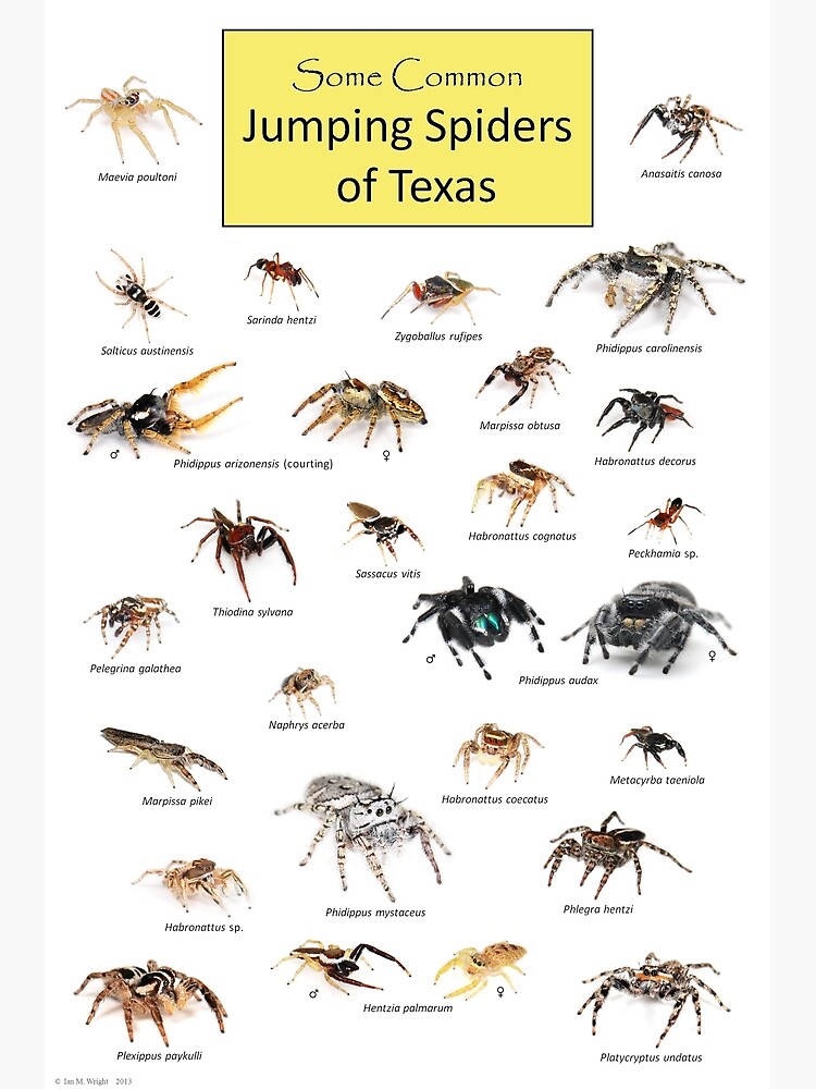 Common Jumping Spiders of Texas Poster by ianmwright86