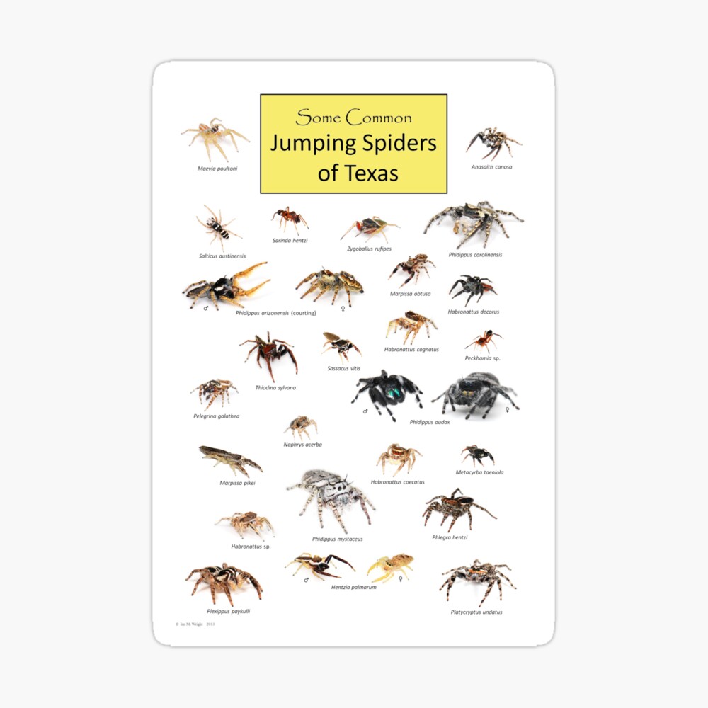 Common Jumping Spiders of Texas Poster Poster
