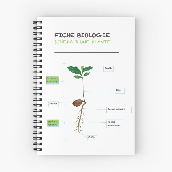 Item preview, plant biology sheet designed and sold by dreamtravel.