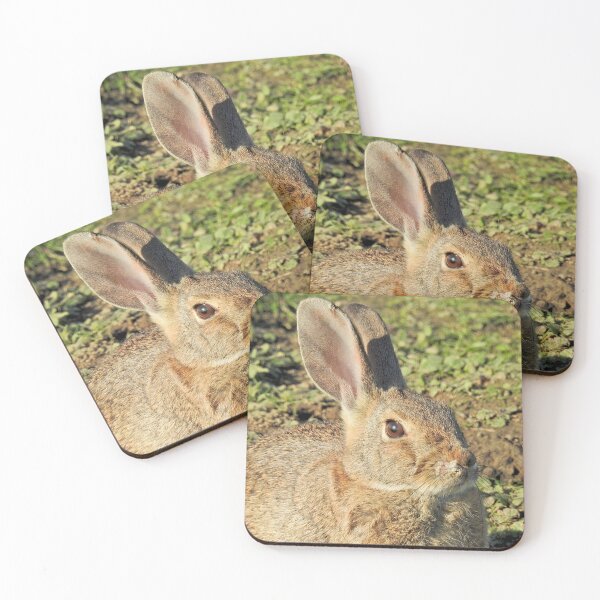 Item preview, Rabbit, wildlife, gifts, Cute Little Bun bun designed and sold by Sandra O'Toole.