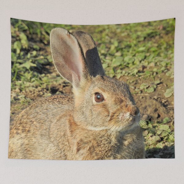 Item preview, Rabbit, wildlife, gifts, Cute Little Bun bun designed and sold by Sandra O'Toole.