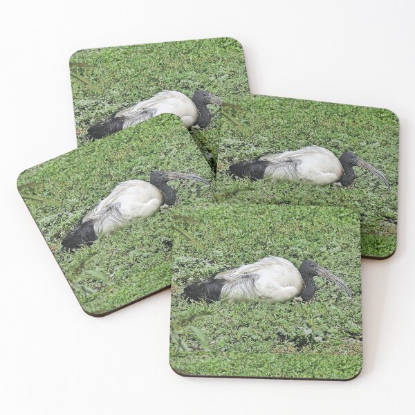Item preview, r2456/ 10  parc-ornithologique-de-st-hilaire-la-palud - L' Ibis sacré -  2020 par Okaio Créations - Olavia&Olao designed and sold by o.okaïo.