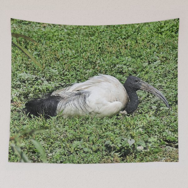 Item preview, r2456/ 10  parc-ornithologique-de-st-hilaire-la-palud - L' Ibis sacré -  2020 par Okaio Créations - Olavia&Olao designed and sold by o.okaïo.