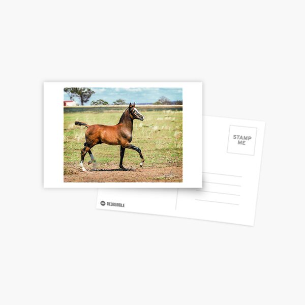 Peter the Great Postcard