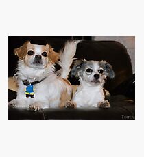 puppies Photographic Print