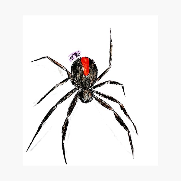 Item preview, Spider print, redback spider designed and sold by CanDo20.