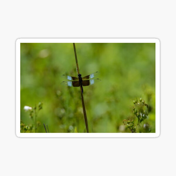 Widow Skimmer Dragonfly Sticker