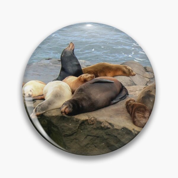 Item preview, Seals in the California Sunshine  designed and sold by heatherfriedman.