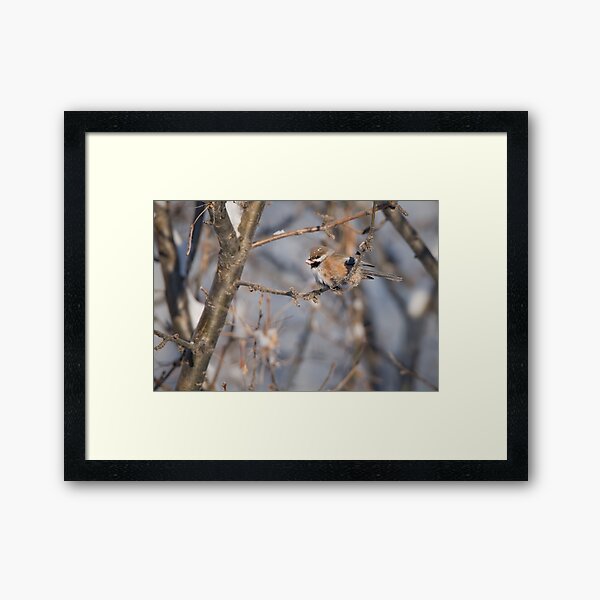 Boreal Chickadee Perching With Snack Framed Art Print