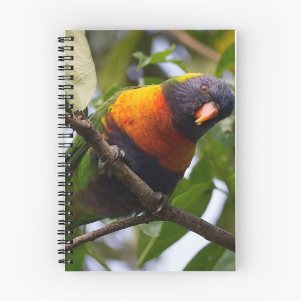 Item preview, The Australian Rainbow Lorikeet designed and sold by RGKphotos.
