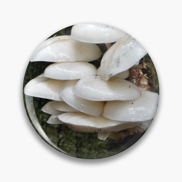 Item preview, When beech trees die, the fungi win designed and sold by jchanders.