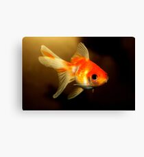 Goldfish Canvas Print