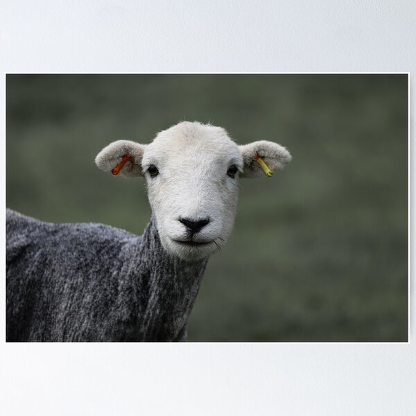 Item preview, Herdwick Ewe designed and sold by Roz Goodman.